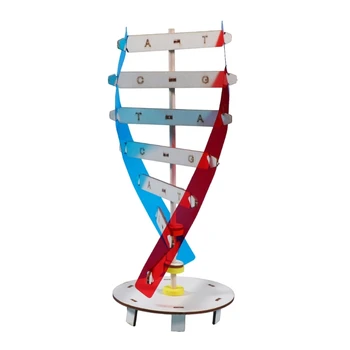 Наборы моделей ДНК Структура двойной спирали Модели ДНК Учебные пособия по биологическим наукам Игрушка для раннего образования для сборки ДНК LX9A