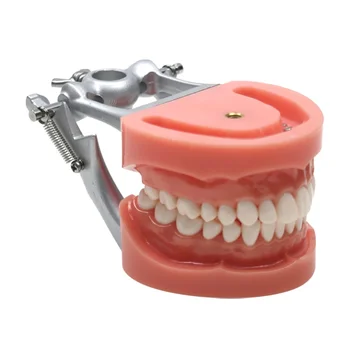 Стоматология Ортодонтическая модель зубов Ортодонтические модели для обучения Обучение пациентов Стоматологические принадлежности